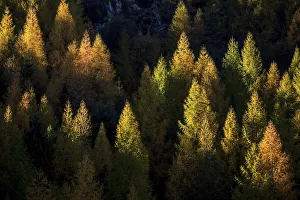 Larch forest in autumn, Malenco Valley Lombardy, Italy, Europe Larch forest in autumn, Malenco Valley Lombardy, Italy, Europe