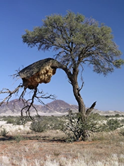 The large communal nest of sociable weavers The large communal nest of sociable weavers