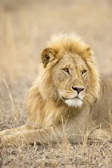 A large male lion looking away, Serengeti Grumeti, Tanzania, Africa A large male lion looking away, Serengeti Grumeti, Tanzania, Africa