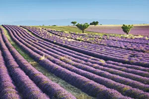 Lavender field and almond tree - France, Provence-Alpes-Cote d'Azur