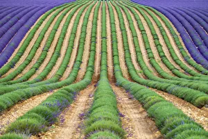 A lavender field in full bloom after the first rows of lavender have been cut as the A lavender field in full bloom after the first rows of lavender have been cut as the