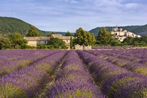 Lavender field near hilltop village of Banon, Provence, France Lavender field near hilltop village of Banon, Provence, France
