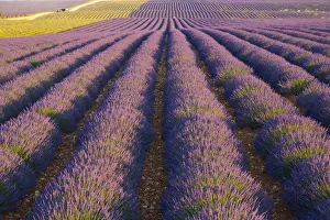Lavender Field near Valensole, Provence-Alpes-Cote d'Azur, France Lavender Field near Valensole, Provence-Alpes-Cote d'Azur, France