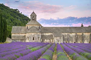 Lavender fields in full bloom in early July in front of Abbaye de SA nanque Abbey at Lavender fields in full bloom in early July in front of Abbaye de SA nanque Abbey at