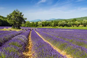 Lavender fields in bloom, Provence, France Lavender fields in bloom, Provence, France