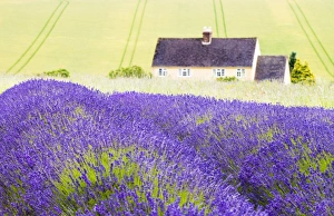 Lavender fields, Cotswolds, Worcestershire, UK Lavender fields, Cotswolds, Worcestershire, UK