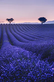 Lavenders fields at twilight near Valensole, Provence, France Lavenders fields at twilight near Valensole, Provence, France