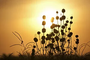 Leer, Unity State, South Sudan. seed heads at dusk