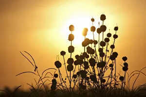 Leer, Unity State, South Sudan. seed heads at dusk Leer, Unity State, South Sudan. seed heads at dusk
