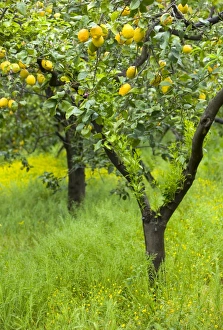 Lemon Grove, Sorrento, Campania, Italy Lemon Grove, Sorrento, Campania, Italy