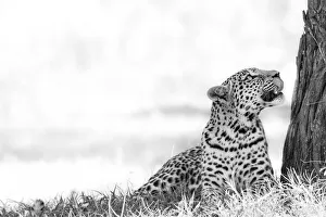 Leopard, Moremi Game Reserve, Okavango Delta, Botswana Leopard, Moremi Game Reserve, Okavango Delta, Botswana