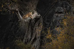 Leopard resting on a tree in the Serengeti National Park, Tanzania Leopard resting on a tree in the Serengeti National Park, Tanzania