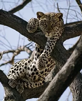 Leopard Collection: A leopard rests in the fork of an Acacia tortilis tree