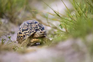 Leopard Tortoise, Moremi Game Reserve, Okavango Delta, Botswana Leopard Tortoise, Moremi Game Reserve, Okavango Delta, Botswana