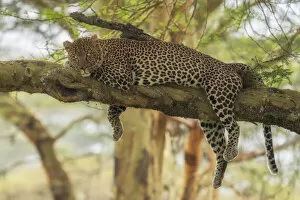 Lake Nakuru Collection: Leopard on a tree in Lake Nakuru National Park, Kenya
