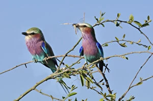 Images Dated 16th November 2012: Lilac-breasted Roller, Coracias caudatu, Chobe National Park, near the town of Kasane