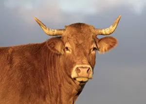 A limousin cow, Correze, Nouvelle-Aquitaine, France A limousin cow, Correze, Nouvelle-Aquitaine, France