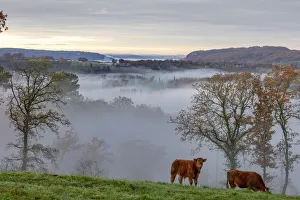 Limousin cows graze in the valley opposite Curemonte village, Curemonte, Correze Limousin cows graze in the valley opposite Curemonte village, Curemonte, Correze