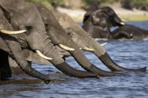 Line of Elephants drinking water, Chobe River, Chobe National Park, Botswana
