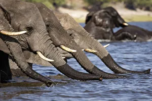 Line of Elephants drinking water, Chobe River, Chobe National Park, Botswana Line of Elephants drinking water, Chobe River, Chobe National Park, Botswana