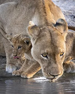 Lion cub and mother drinking, Savuti, Chobe National Park, Botswana Lion cub and mother drinking, Savuti, Chobe National Park, Botswana