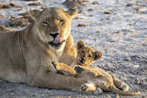 Lion cub and mother, Savuti, Chobe National Park, Botswana Lion cub and mother, Savuti, Chobe National Park, Botswana