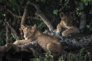 Lake Nakuru Collection: Lion cubs in Lake Nakuru National Park, Kenya