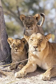Okavango Delta Collection: Lion family, Okavango Delta, Botswana