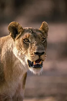 Mana Pools National Park, Sapi and Chewore Safari Areas Gallery: Lion, Hwange National Park, Zimbabwe