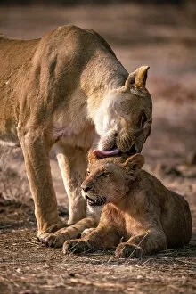 Mana Pools National Park, Sapi and Chewore Safari Areas Gallery: Lion, Hwange National Park, Zimbabwe