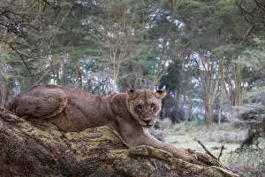 Lake Nakuru Collection: Lion resting on a tree in Lake Nakuru National Park, Nakuru, Kenya