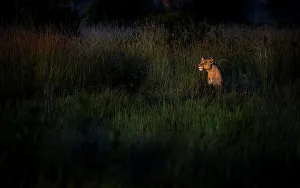 Lioness at dawn, Khwai River, Okavango Delta, Botswana Lioness at dawn, Khwai River, Okavango Delta, Botswana