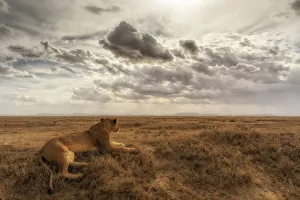 Lioness resting in the Serengeti plains, Tanzania Lioness resting in the Serengeti plains, Tanzania