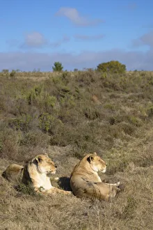 Lionesses, Botlierskop Private Game Reserve, Western Cape, South Africa Lionesses, Botlierskop Private Game Reserve, Western Cape, South Africa