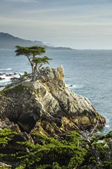Lone Cypress tree pebble beach, California, USA Lone Cypress tree pebble beach, California, USA