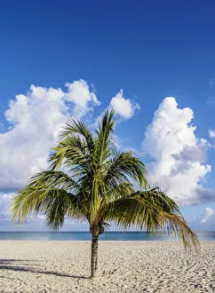 Lone Palm Tree, Guardalavaca Beach, Holguin Province, Cuba Lone Palm Tree, Guardalavaca Beach, Holguin Province, Cuba