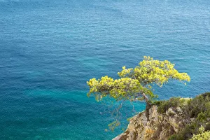 Lone pine tree growing from rocky ledge over blue water, Calanque de Sugiton, Parc Lone pine tree growing from rocky ledge over blue water, Calanque de Sugiton, Parc