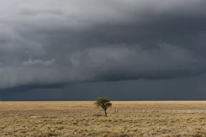 Lone tree on horizon with stormy sky in background Lone tree on horizon with stormy sky in background