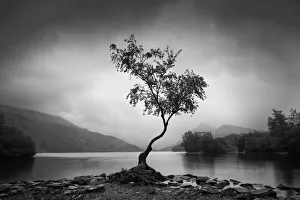 Lone Tree, Llyn Padarn, Gwynedd, Wales Lone Tree, Llyn Padarn, Gwynedd, Wales