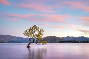 Lone tree in Roys Bay on Wanaka Lake against sky at sunrise, Wanaka Lone tree in Roys Bay on Wanaka Lake against sky at sunrise, Wanaka