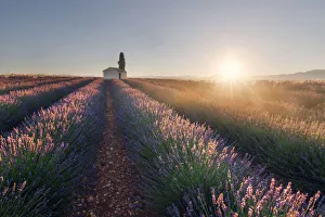 A lonely farmhouse in the middle of lavenders fields at sunrise, Provence, France A lonely farmhouse in the middle of lavenders fields at sunrise, Provence, France