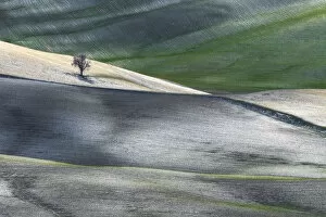 Leonardo Papera Gallery: Lonely tree in the middle of the fields of Val d Orcia, Tuscany, Italy