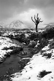 Images Dated 24th January 2007: Lonely tree in Rannoch Moor, Scotland, UK
