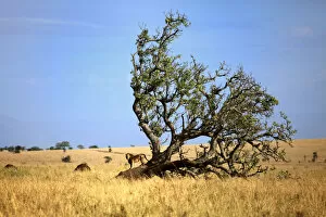 Related Images Collection: Lonely tree in savanna and lion, Kidepo national park, Uganda, East Africa