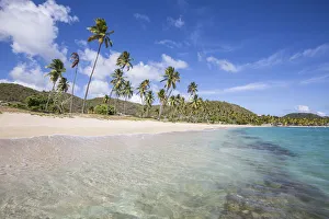 The long beach surrounded by palm trees and the Caribbean Sea Carlisle Morris Bay Antigua The long beach surrounded by palm trees and the Caribbean Sea Carlisle Morris Bay Antigua