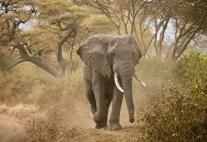 Lake Manyara Collection: Loxodonta africana (Elephant)