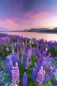 Lupins in bloom by the lake at dawn at Tekapo, New Zealand Lupins in bloom by the lake at dawn at Tekapo, New Zealand