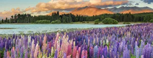 Lupins in bloom by the lake on a sunny spring day at Tekapo, New Zealand Lupins in bloom by the lake on a sunny spring day at Tekapo, New Zealand