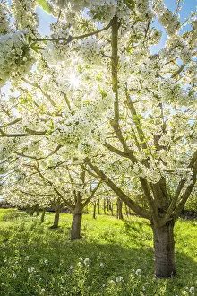 Cherry Trees Gallery: Lush blooming cherry trees near Frauenstein, Wiesbaden, Hesse, Germany