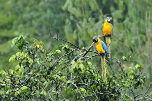 Images Dated 28th June 2012: Two Macaws perched on a branch, Terradentro, Colombia, South America